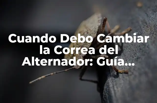 Cuando Debo Cambiar la Correa Del Alternador: Guía Detallada