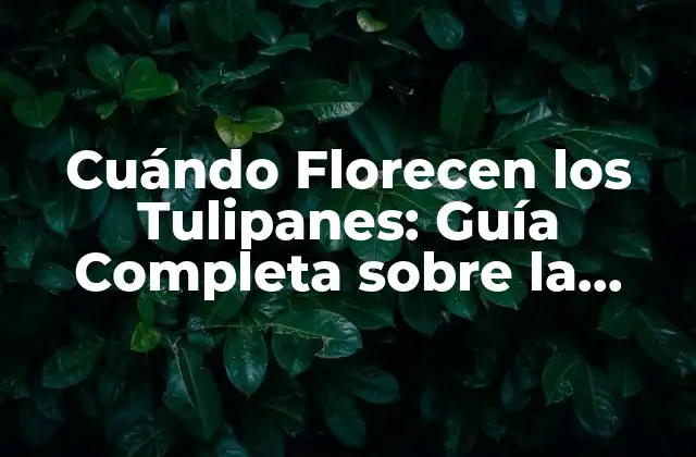 Cuándo Florecen los Tulipanes: Guía Completa sobre la Temporada de Floración