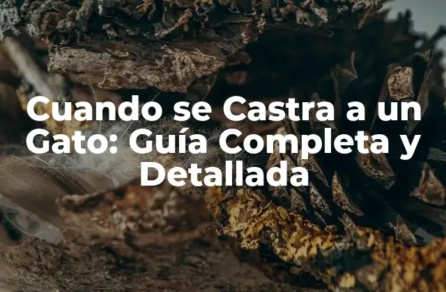 Cuando Se Castra a un Gato: Guía Completa y Detallada