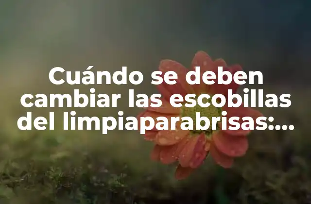 Cuándo Se Deben Cambiar las Escobillas Del Limpiaparabrisas: Guía Detallada