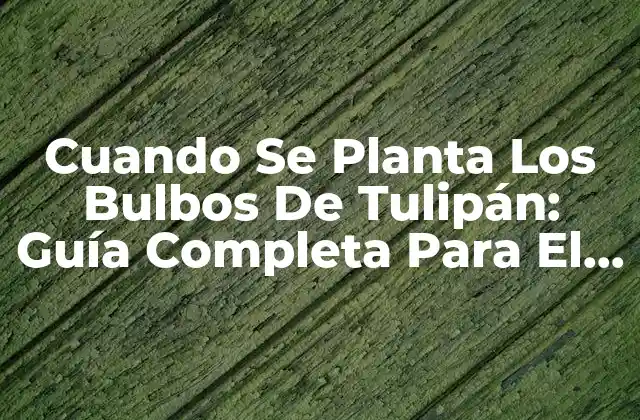 Cuando Se Planta los Bulbos de Tulipán: Guía Completa para el Éxito 2 ¿Cuándo Debe Plantarse Los Bulbos De Tulipán? - La Temporada Ideal