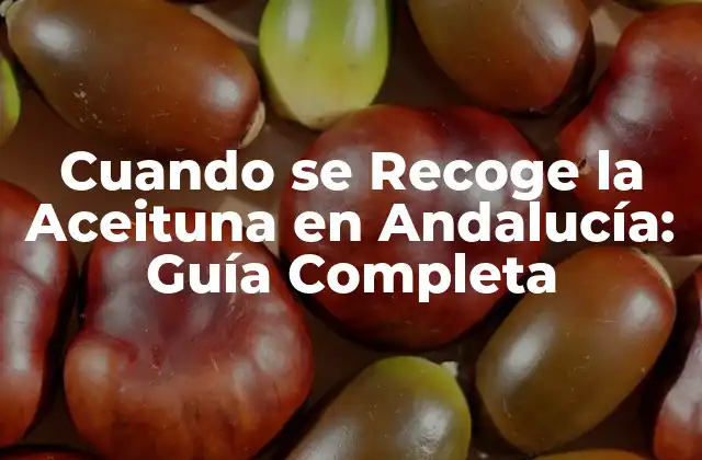 Cuando Se Recoge la Aceituna en Andalucía: Guía Completa 2 La Importancia de la Recolección de Aceitunas en Andalucía