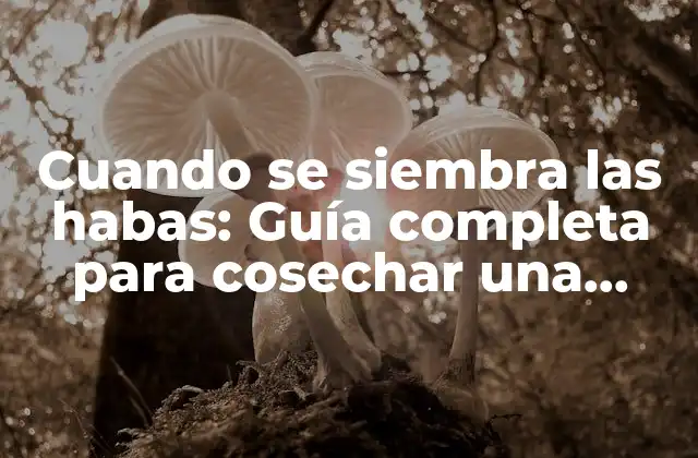 Cuando Se Siembra las Habas: Guía Completa para Cosechar una Buena Producción