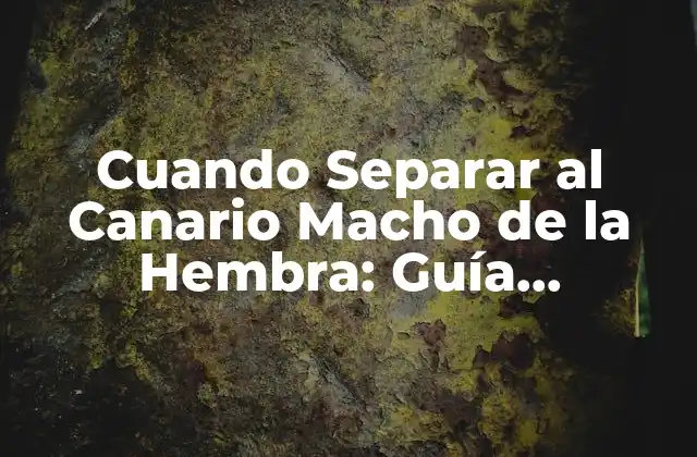 Cuando Separar Al Canario Macho de la Hembra: Guía Completa