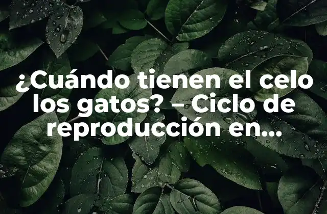 ¿cuándo Tienen el Celo los Gatos? – Ciclo de Reproducción en Felinos
