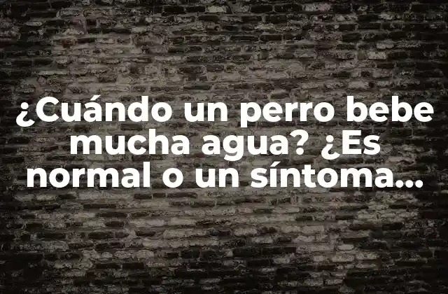 ¿cuándo un Perro Bebe Mucha Agua? ¿es Normal o un Síntoma de una Enfermedad?