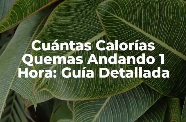 Cuántas Calorías Quemas Andando 1 Hora: Guía Detallada