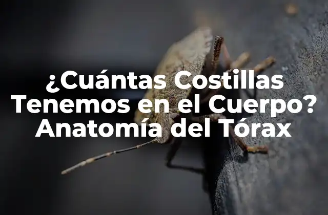 ¿cuántas Costillas Tenemos en el Cuerpo? Anatomía Del Tórax