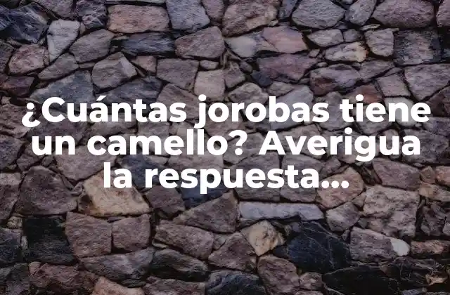 ¿cuántas Jorobas Tiene un Camello? Averigua la Respuesta Sorprendente