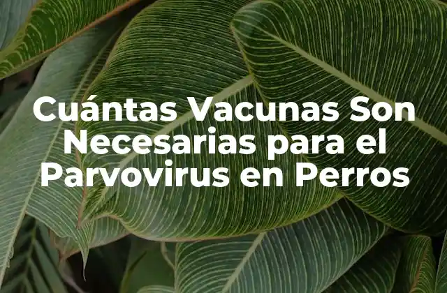 Cuántas Vacunas Son Necesarias para el Parvovirus en Perros