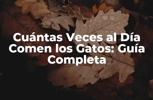 Cuántas Veces Al Día Comen los Gatos: Guía Completa