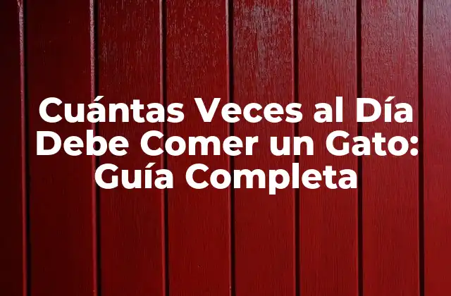 Cuántas Veces Al Día Debe Comer un Gato: Guía Completa