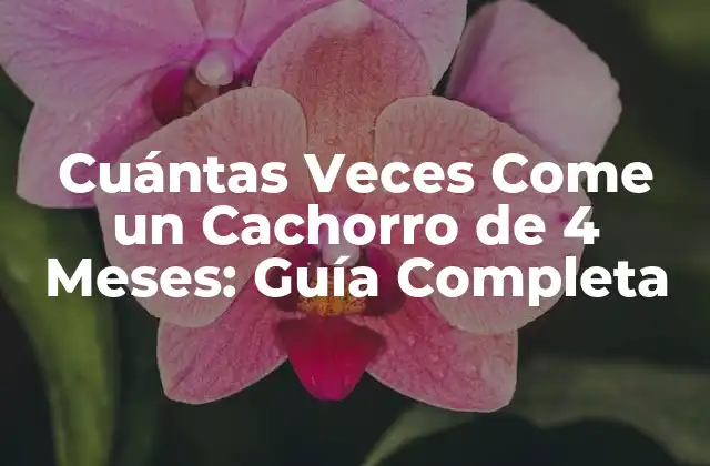 Cuántas Veces Come un Cachorro de 4 Meses: Guía Completa