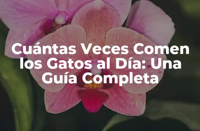 Cuántas Veces Comen los Gatos Al Día: una Guía Completa