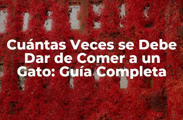 Cuántas Veces Se Debe Dar de Comer a un Gato: Guía Completa