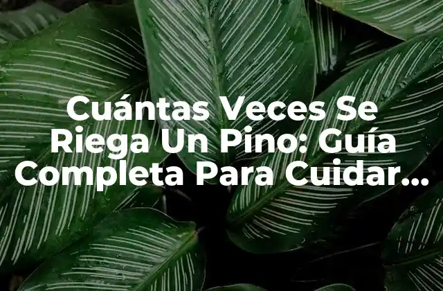 Cuántas Veces Se Riega un Pino: Guía Completa para Cuidar Tu Árbol