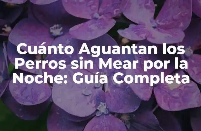 Cuánto Aguantan los Perros sin Mear por la Noche: Guía Completa