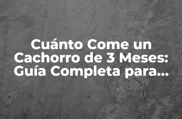 Cuánto Come un Cachorro de 3 Meses: Guía Completa para Padres de Perros