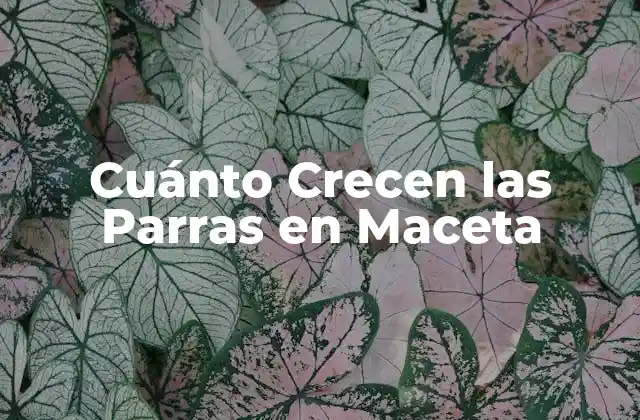 Cuánto Crecen las Parras en Maceta