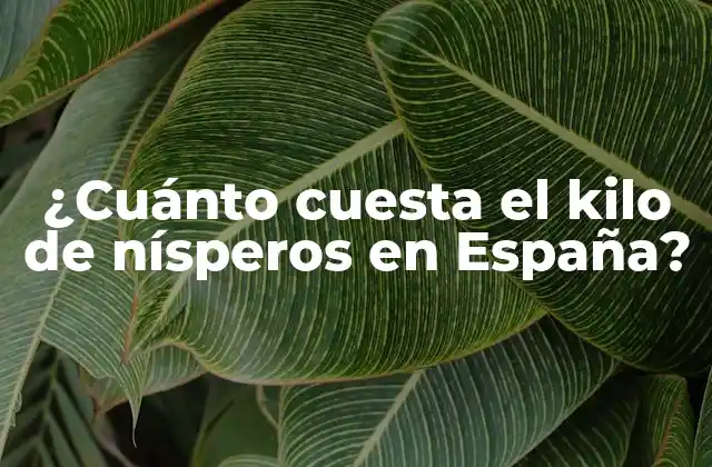 ¿cuánto Cuesta el Kilo de Nísperos en España?