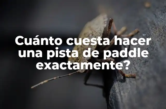 Cuánto Cuesta Hacer una Pista de Paddle Exactamente?