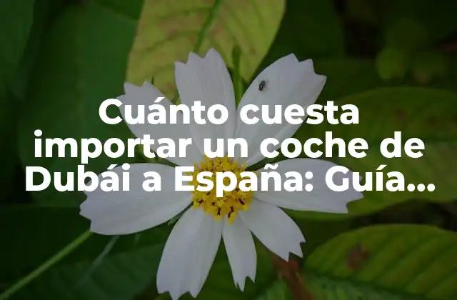 Cuánto Cuesta Importar un Coche de Dubái a España: Guía Completa