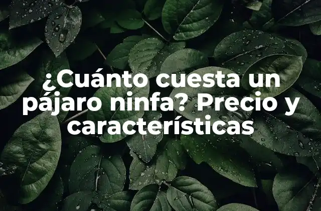 ¿cuánto Cuesta un Pájaro Ninfa? Precio y Características
