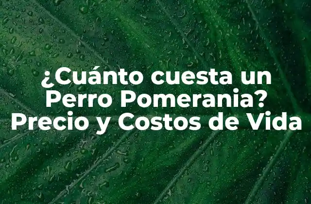¿cuánto Cuesta un Perro Pomerania? Precio y Costos de Vida