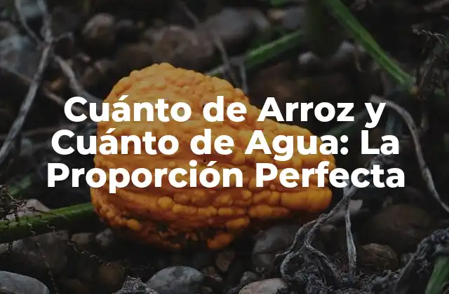 Cuánto de Arroz y Cuánto de Agua: la Proporción Perfecta