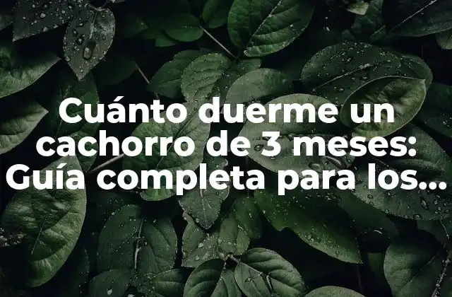 Cuánto Duerme un Cachorro de 3 Meses: Guía Completa para los Dueños de Perros 2 ¿Cuál es el patrón de sueño normal para un cachorro de 3 meses?