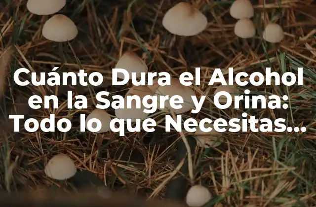 Cuánto Dura el Alcohol en la Sangre y Orina: Todo Lo que Necesitas Saber
