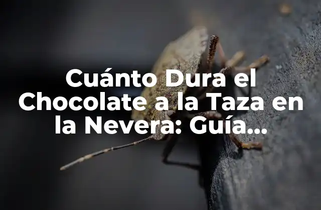 Cuánto Dura el Chocolate a la Taza en la Nevera: Guía Completa