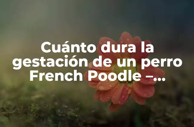 Cuánto Dura la Gestación de un Perro French Poodle – Desvelando el Misterio