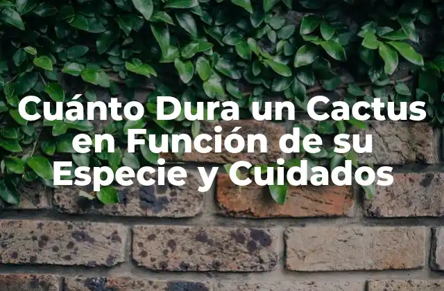 Cuánto Dura un Cactus en Función de Su Especie y Cuidados