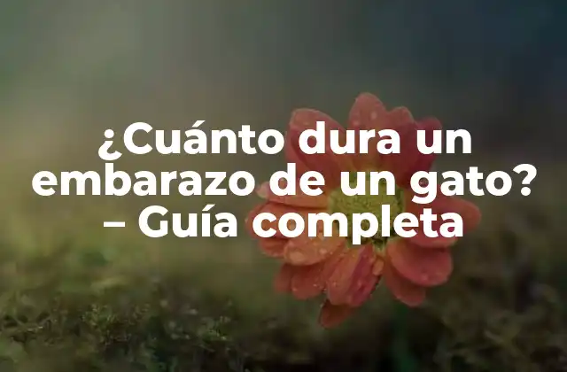 ¿cuánto Dura un Embarazo de un Gato? – Guía Completa