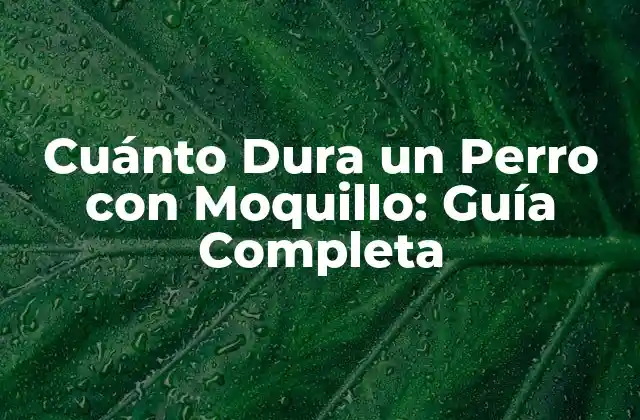Cuánto Dura un Perro con Moquillo: Guía Completa