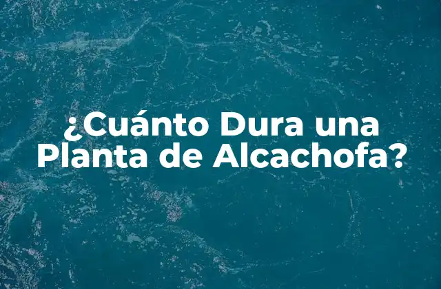 ¿cuánto Dura una Planta de Alcachofa?