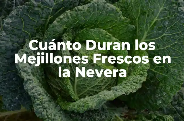 Cuánto Duran los Mejillones Frescos en la Nevera 2 Importancia de Almacenar Correctamente los Mejillones Frescos