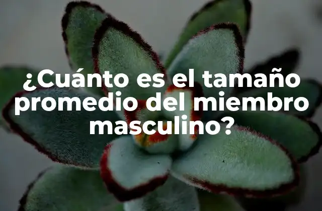 ¿cuánto es el Tamaño Promedio Del Miembro Masculino?
