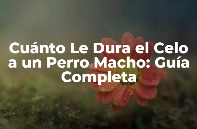 Cuánto Le Dura el Celo a un Perro Macho: Guía Completa