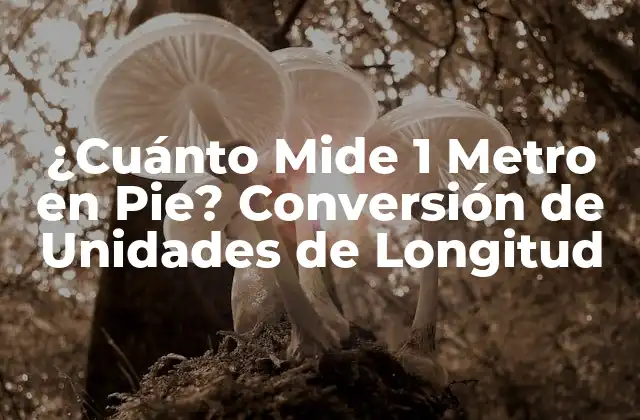 ¿cuánto Mide 1 Metro en Pie? Conversión de Unidades de Longitud