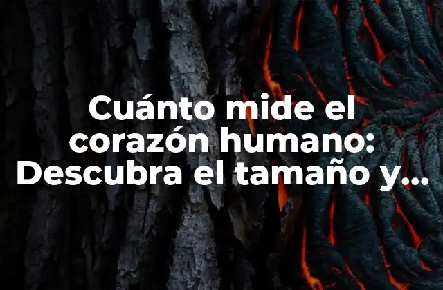 Cuánto Mide el Corazón Humano: Descubra el Tamaño y la Función Del Corazón