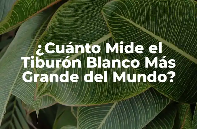 ¿cuánto Mide el Tiburón Blanco Más Grande Del Mundo?