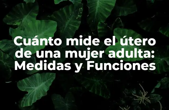 Cuánto Mide el Útero de una Mujer Adulta: Medidas y Funciones