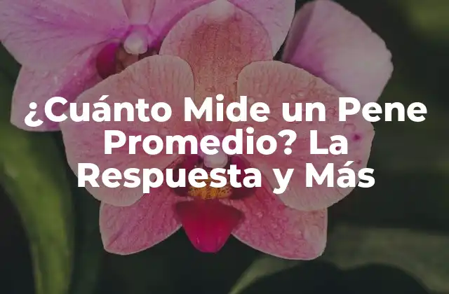 ¿Cuánto Mide un Pene Promedio?