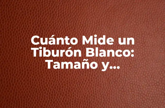 Cuánto Mide un Tiburón Blanco: Tamaño y Características