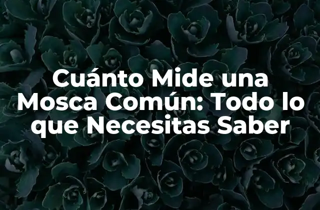 Cuánto Mide una Mosca Común: Todo Lo que Necesitas Saber