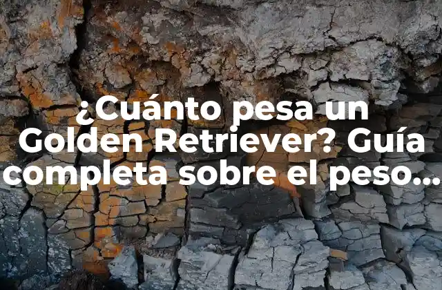 ¿cuánto Pesa un Golden Retriever? Guía Completa sobre el Peso Ideal de los Golden Retrievers