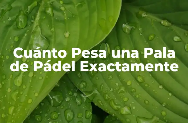 Tipos de Palas de Pádel y su Peso