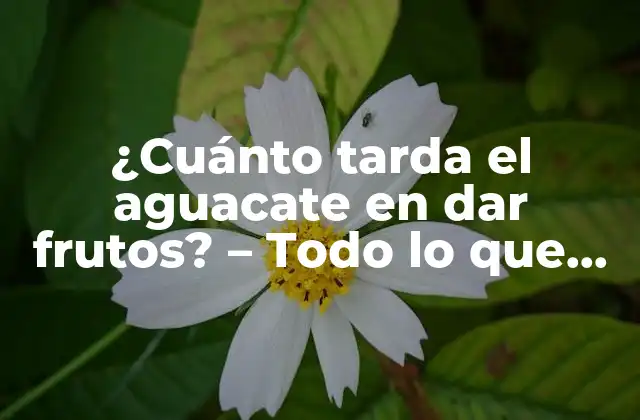 ¿cuánto Tarda el Aguacate en Dar Frutos? – Todo Lo que Debes Saber sobre el Cultivo de Aguacates